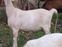 母山羊, Goats — 照片 3