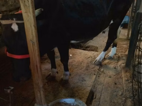 गाय, Russian Black pied cattle — उज़्बेकिस्तान