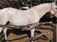 Stute, Lipizzaner — Foto 3