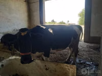गाय, Russian Black pied cattle — फ़ोटो 5