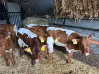 Bovinos (lote, sexo no especificado), Simmental cattle — foto 7