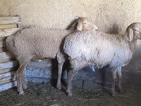 公羊, Rhon sheep — 照片 5
