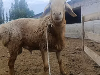 Qoʻchqor, Arashan sheep — 4-rasm