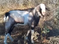 母山羊, Goats — 照片 2
