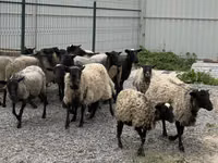 Schaf, Romanov sheep — Foto 2