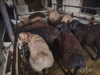 Carnero, Edilbay sheep — foto 8