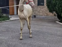 Hengst, Akhal-Teke — Foto 1