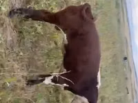 公牛, Latvian Blue cattle — 照片 3