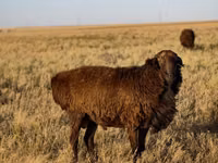 Ram, Sheep — photo 3