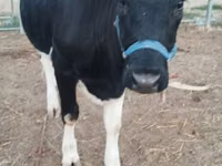 Cow, Russian Black pied cattle — photo 2