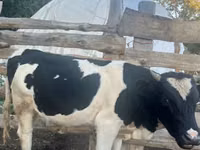 Toro, Russian Black pied cattle — foto 1