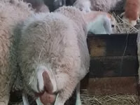 Schaf, Schafe — Foto 2