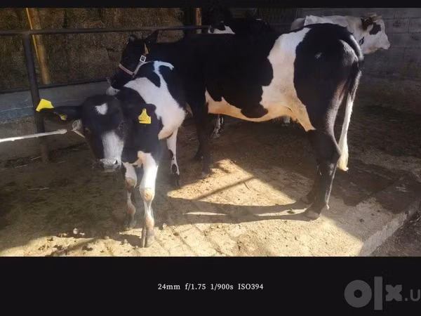 Kuh, Russian Black pied cattle