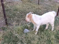 Ziegenbock, Boer goat — Foto 1