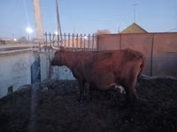 Kuh, Latvian Blue cattle — Foto 3