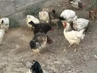 Chickens — الصورة 7