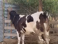 गाय, मवेशी — फ़ोटो 1