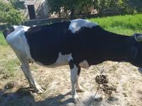 Kuh, Russian Black pied cattle — Foto 2
