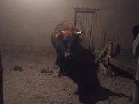 公牛, Cattle — 照片 2