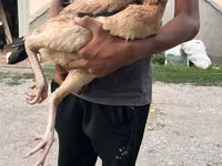 Chickens — Foto 2