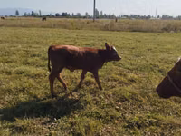 Kuh, Rotes Steppenrind — Foto 2