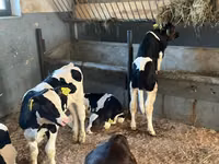 Qoramol (partiya, jinsi ko‘rsatilmagan), Russian Black pied cattle — 1-rasm