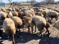 母羊, Sheep — 照片 8