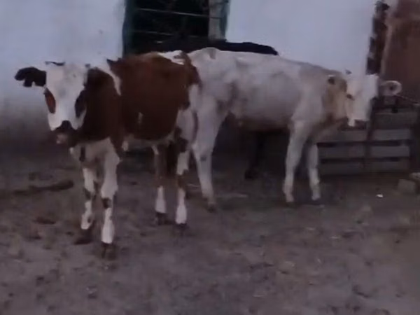 公牛, Cattle — 哈萨克斯坦