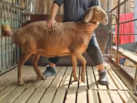 كبش, Arashan sheep — الصورة 8