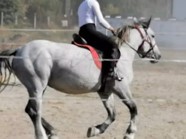فرس, الخيول