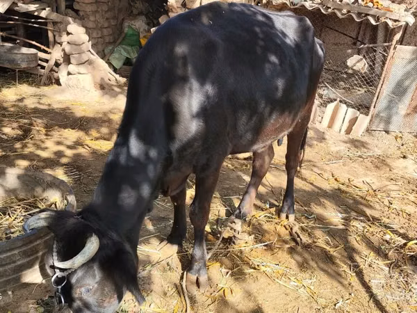 गाय, मवेशी — उज़्बेकिस्तान