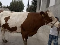 Уй, Симментал тукуму — сүрөт 5