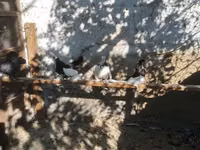 Chickens — Foto 5
