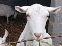 Echki, Saanen goat — 3-rasm