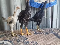 Chickens — Foto 3