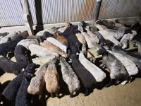 Ram, Sheep — photo 7