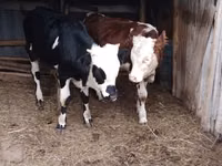 Buqa, Simmental cattle — 1-rasm
