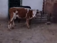 公牛, Cattle — 照片 3
