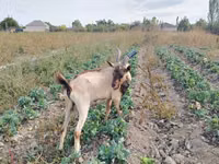 बकरा, Italian Alpine goat — फ़ोटो 3