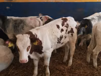 Bulle, Simmental cattle — Foto 3
