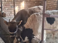 公牛, Cattle — 照片 4