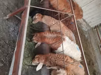 Oveja, Rhon sheep — foto 3