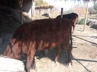 牛只（批次，未指定性别）, Cattle — 照片 2