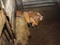 Schweine (Partie, Geschlecht nicht angegeben) — Foto 6