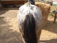 Hengst, Appaloosa — Foto 2