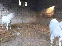 عنزة, Saanen goat — الصورة 1