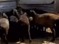 母山羊, Goats — 照片 1