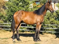 Stute, Hungarian horse breed — Foto 2