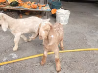Ziegen (Partie, Geschlecht nicht angegeben), Beetal goats — Foto 2