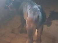 गाय, मवेशी — फ़ोटो 4
